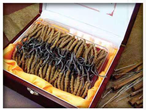 金山屯冬虫夏草回收